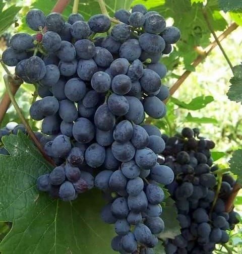 Vinograd-sorta-Mudzhuretuli-e1433262810766 Лучшие вина Грузии Хванчкара - вино с богатой историей