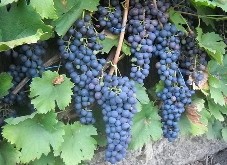 Vinograd-sorta-Saperavi-e1433251952131 Лучшие вина Грузии Мукузани - красное грузинское вино со строптивым характером