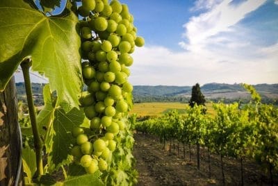 Vinogradnik Cicka e