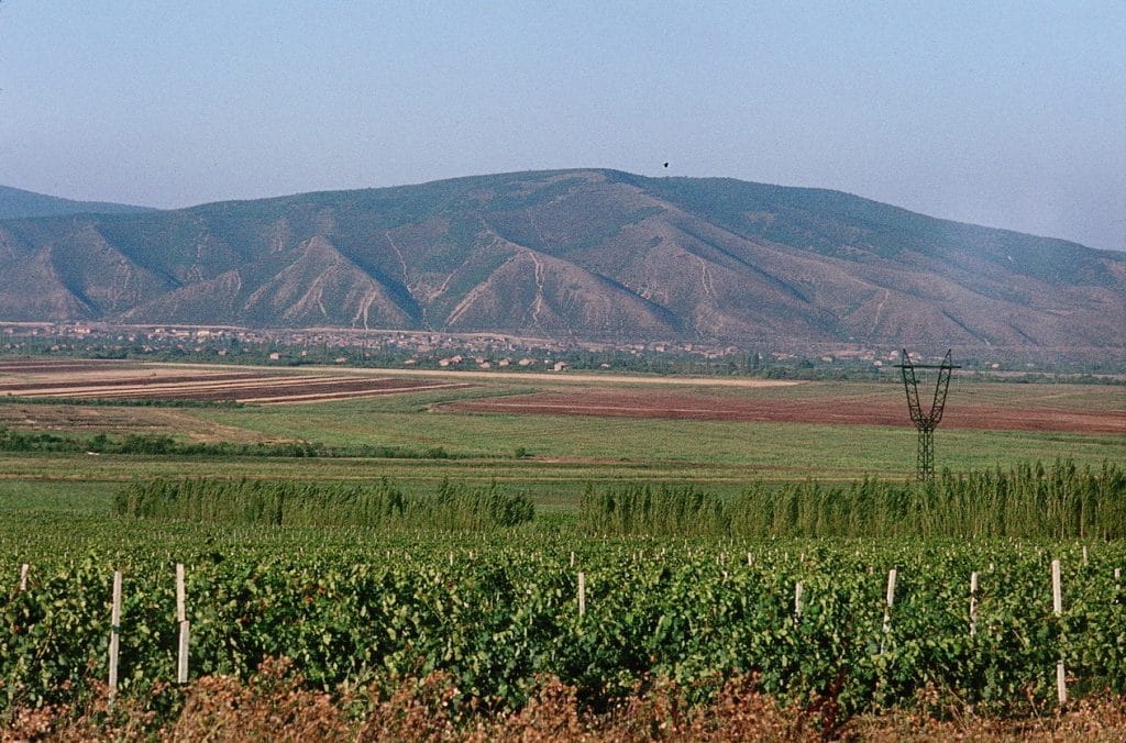 Vinogradnik_Rkaziteli-e1456415061352-1024x676 Лучшие вина Грузии Ркацители - наиболее распространенный сорт винограда в Грузии