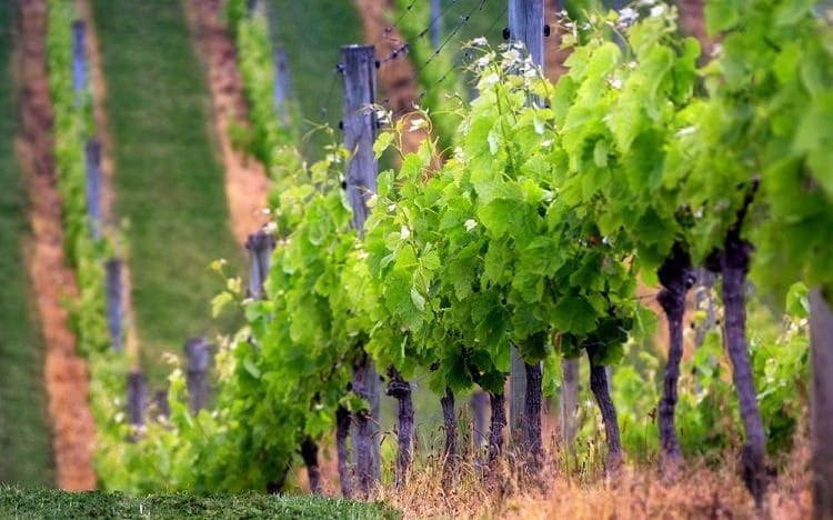 Vinogradnik_v_Racha-Lehchumi Лучшие вина Грузии Цоликаури - грузинский белый сорт винограда