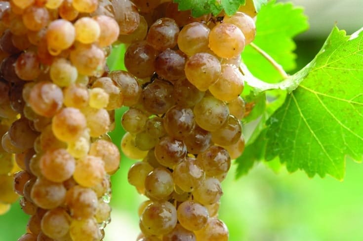 sort vinograda Colikauri