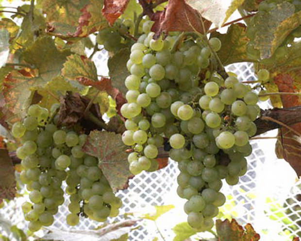 Vinograd-sorta-Mcvane1 Лучшие вина Грузии Гурджаани - белое сухое марочное вино