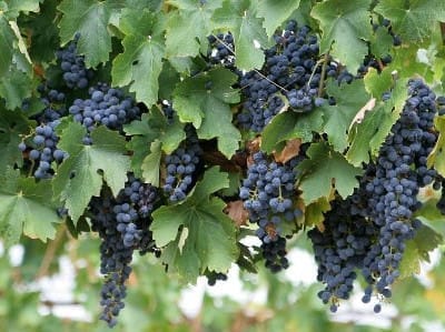 Vinograd-sorta-Saperavi-e1456410181304 Лучшие вина Грузии Ахашени – известное на весь мир грузинское вино