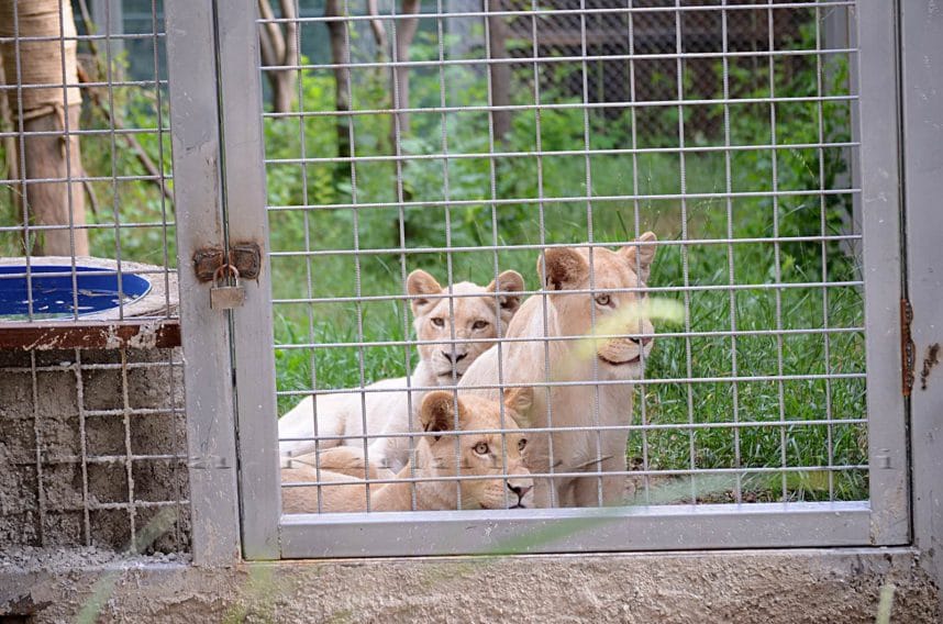 tbilisskij zoopark
