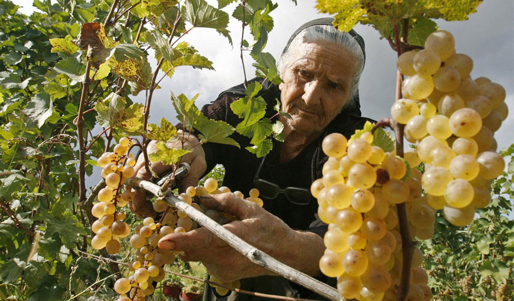 Белое марочное вино Цинандали - настоящая гордость Грузии