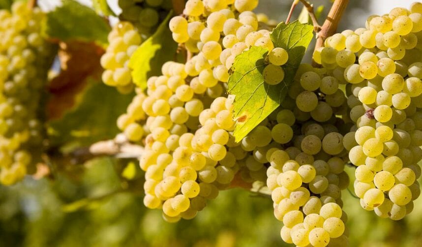 Особенности белого сорта винограда Горули Мцване