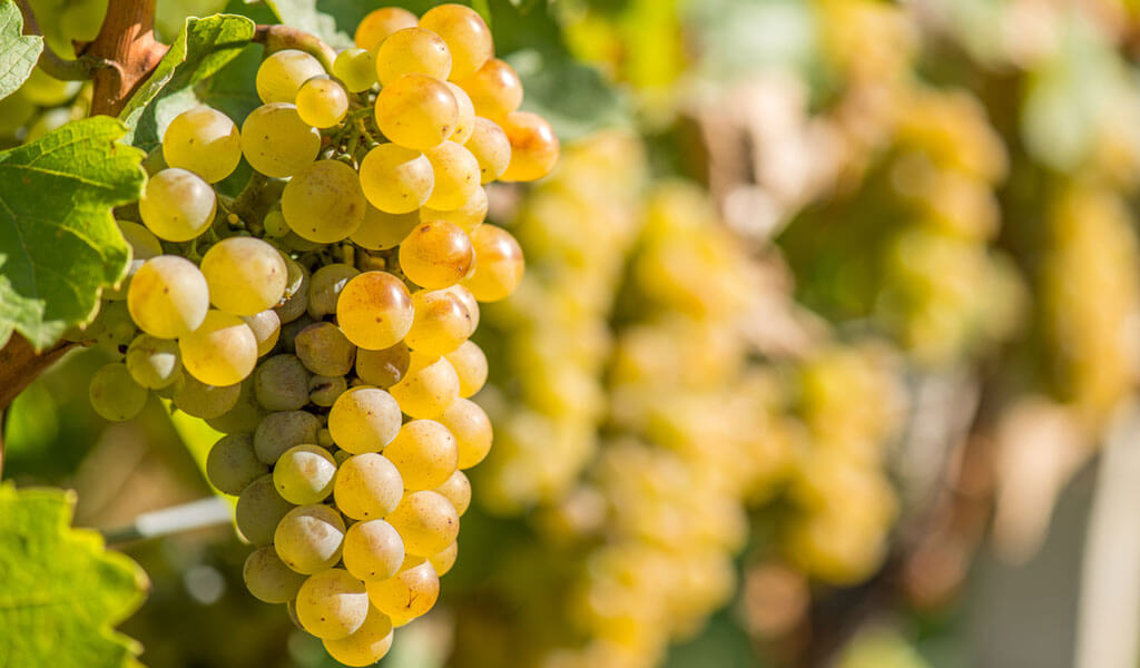 Мцване - один из ценнейших белых сортов винограда