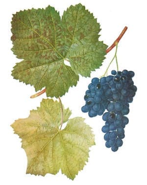 Муджуретули - красный сорт винограда