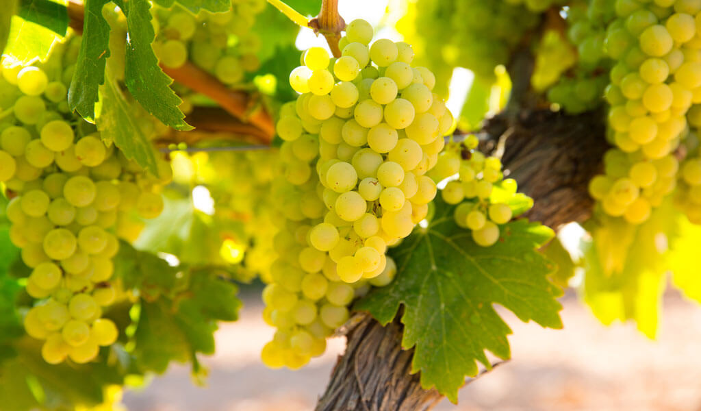 Цицка - высококачественный сорт белого винного винограда