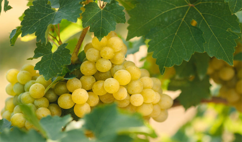 Цоликаури - грузинский белый сорт винограда