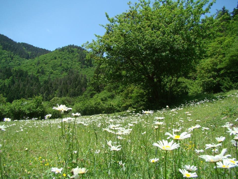 cvetochnaja poljana v Borzhomskom lesu