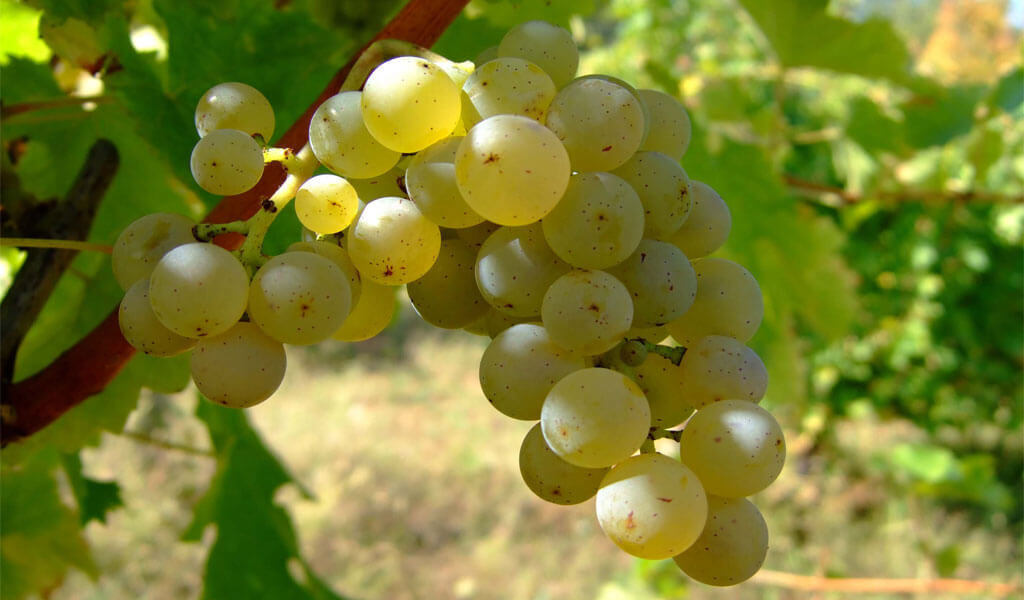 Ркацители — самый распространенный сорт винограда в Грузии