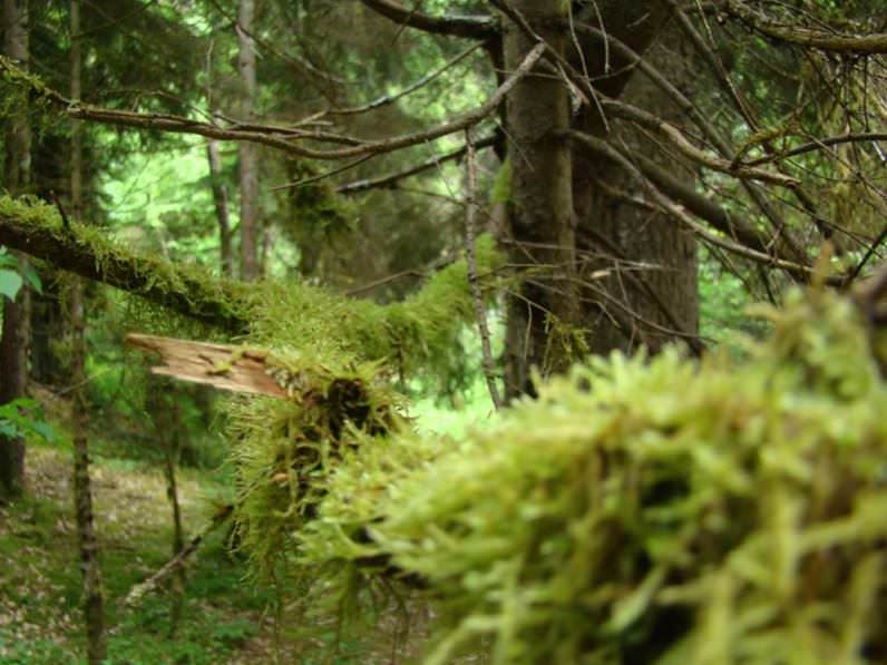 rastitelnost Borzhomskih lesov