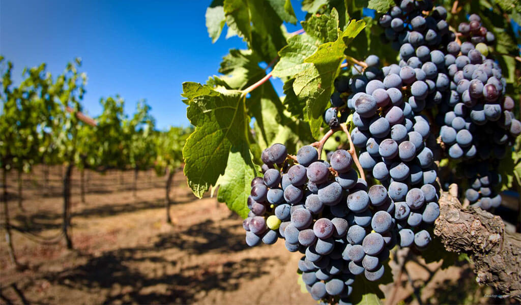 Саперави - ценнейший сорт винограда для изготовления грузинского вина