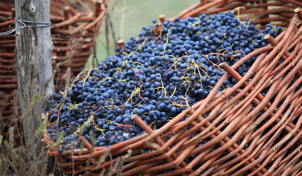 Саперави - ценнейший сорт винограда для изготовления грузинского вина