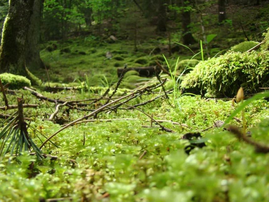 Borzhomskij lesa