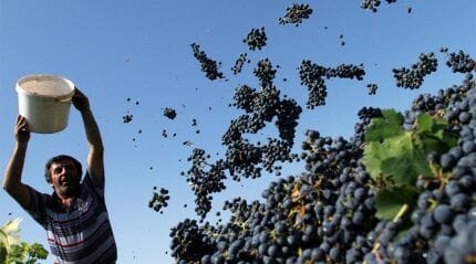 Ртвели - праздник сбора винограда в Грузии