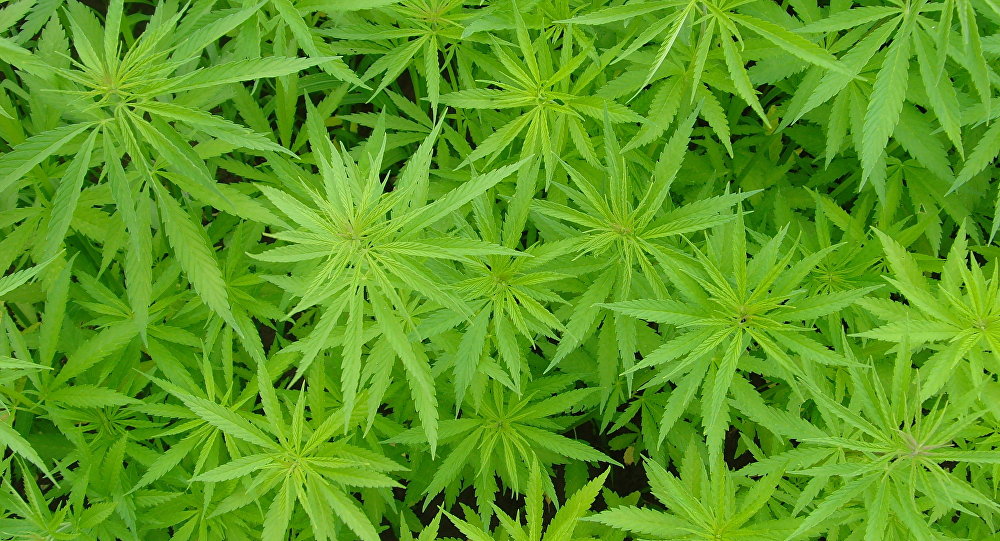 стебли марихуаны краснеют