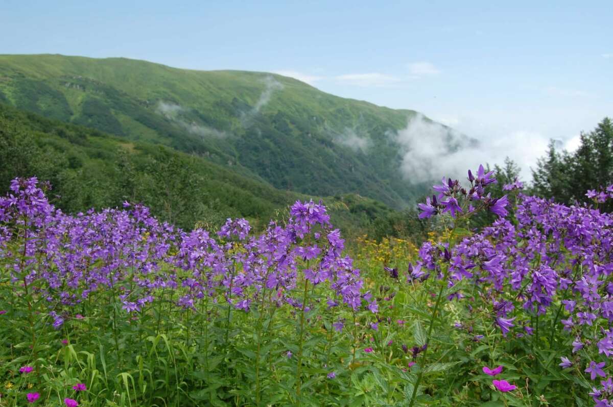 Впервые в истории Грузии четыре Национальных парка внесены в список Всемирного наследия ЮНЕСКО